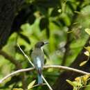 Image of Blue-throated Bee-eater