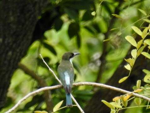 Merops viridis Linnaeus 1758 resmi