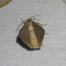 Sivun <i>Taeniogramma tenebrosata</i> kuva