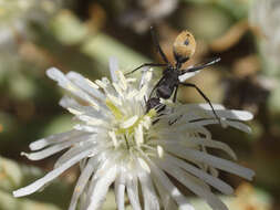 Image of Mesembryanthemum leptarthron A. Berger