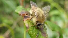 صورة Bombus sonani (Frison 1934)