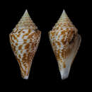 Image of Conus andremenezi Olivera & Biggs 2010