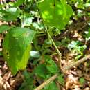 Image of Solanum asterophorum Mart.