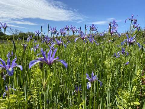 Imagem de Iris prismatica Pursh