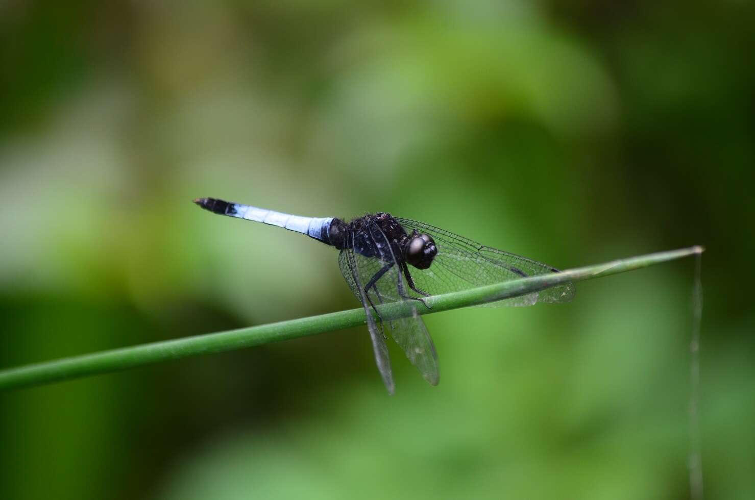 Слика од Orthetrum triangulare (Selys 1878)