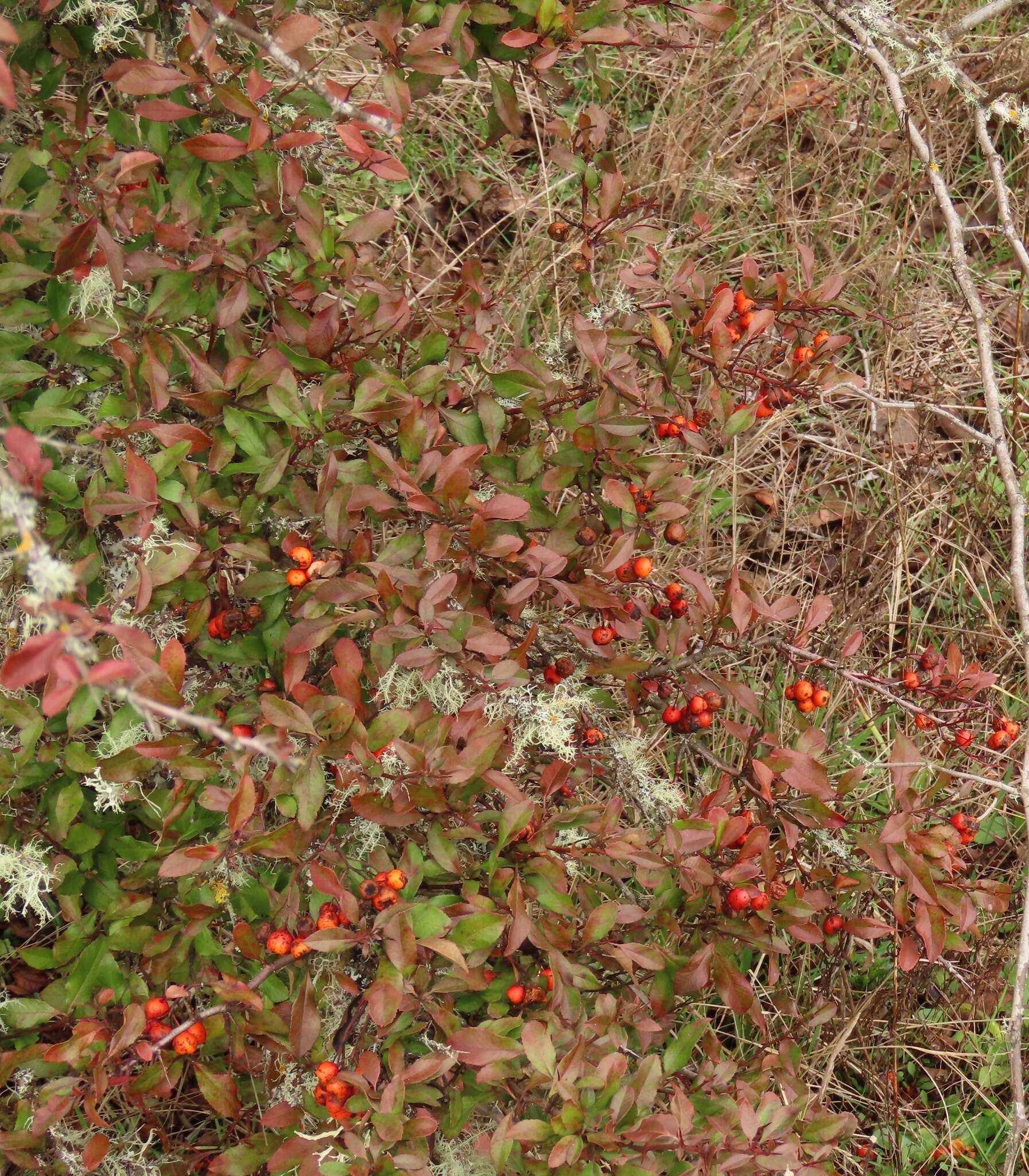 Image de Pyracantha fortuneana (Maxim.) H. L. Li