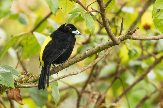 Image of Flame-rumped Tanager