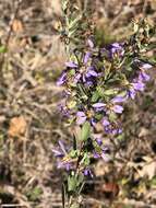 Image of eastern silver aster