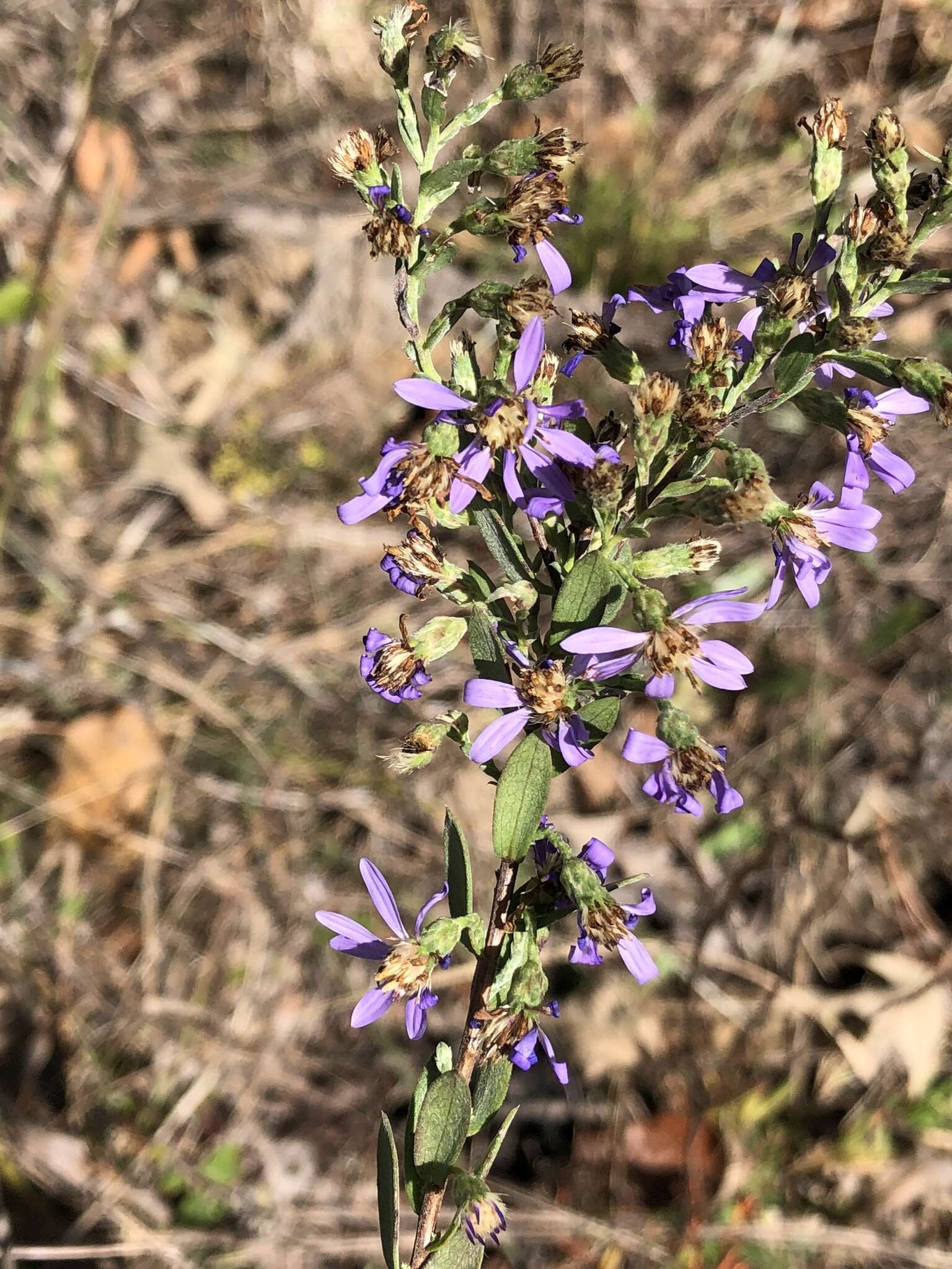 Plancia ëd Symphyotrichum concolor (L.) G. L. Nesom