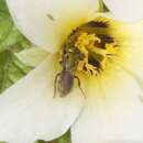 Image of Auriferous Green Sweat Bee