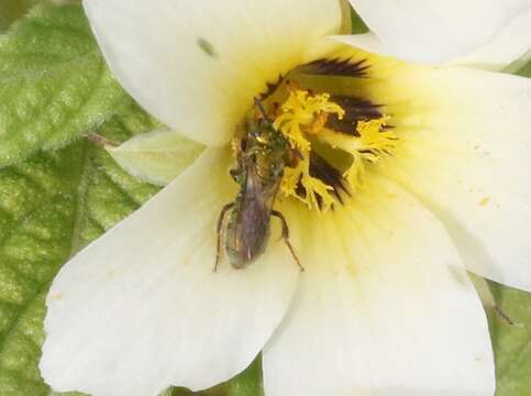 Imagem de Augochlora aurifera Cockerell 1897