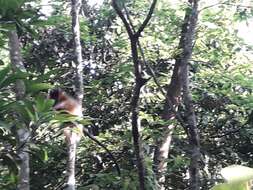 Image of Bonneted Langur