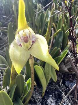 Image of Masdevallia coriacea Lindl.