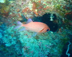 Image of Blacktip Soldierfish