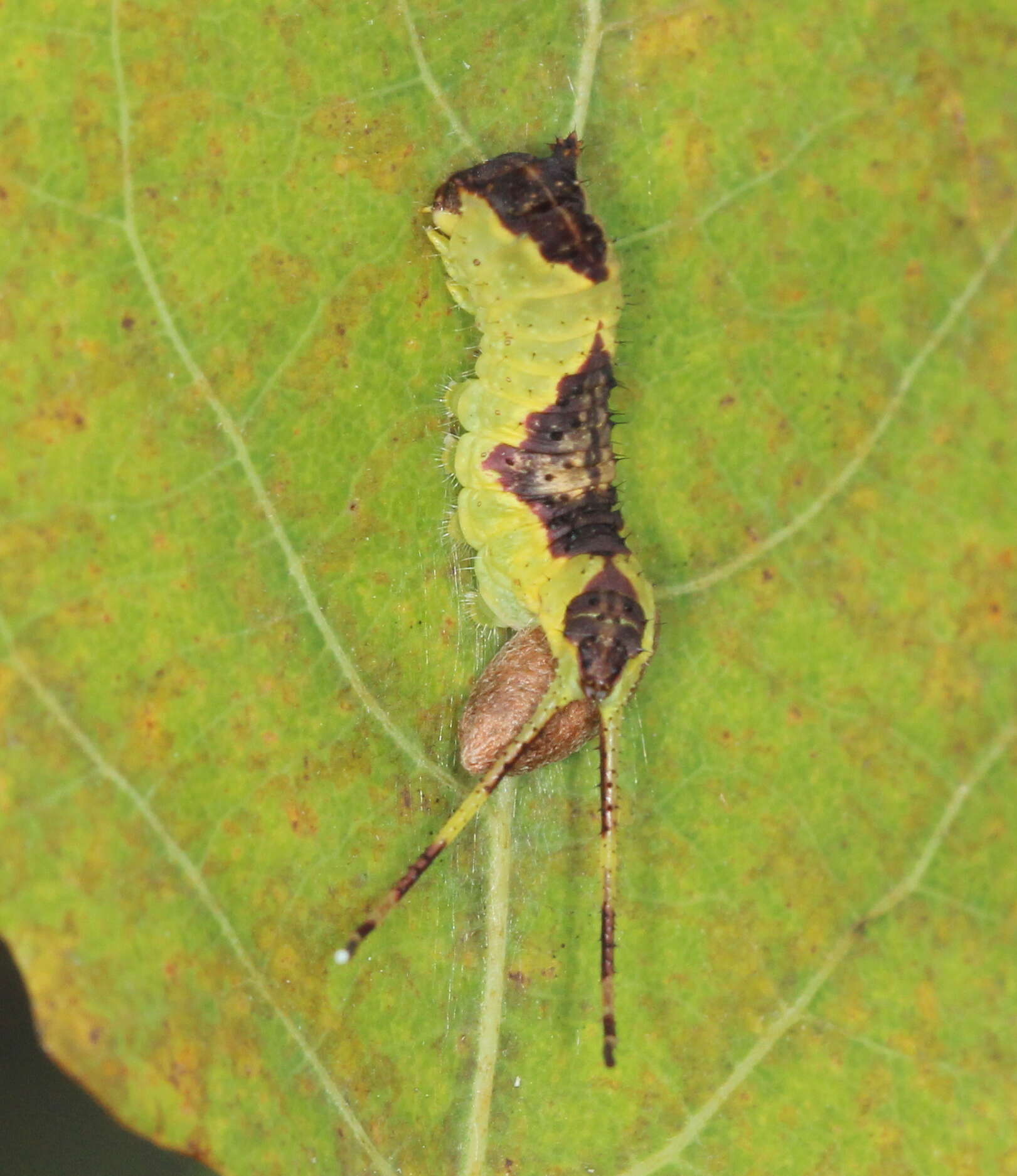 Image of Microplitis ratzeburgii (Ruthe 1858)