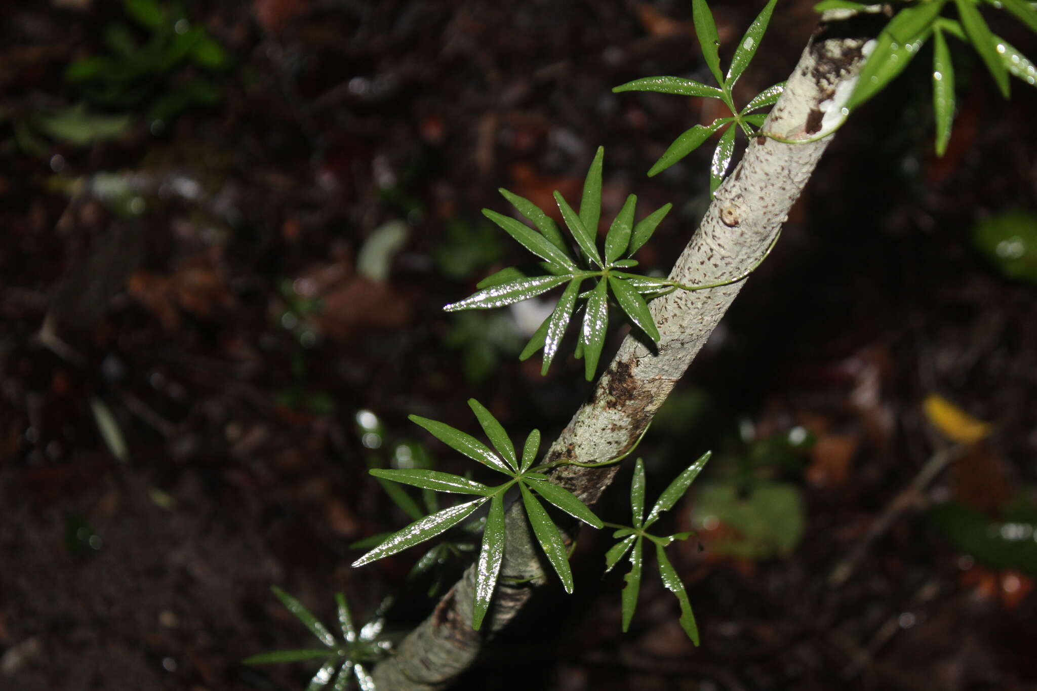 Imagem de Ipomoea heterodoxa Standl. & Steyerm.