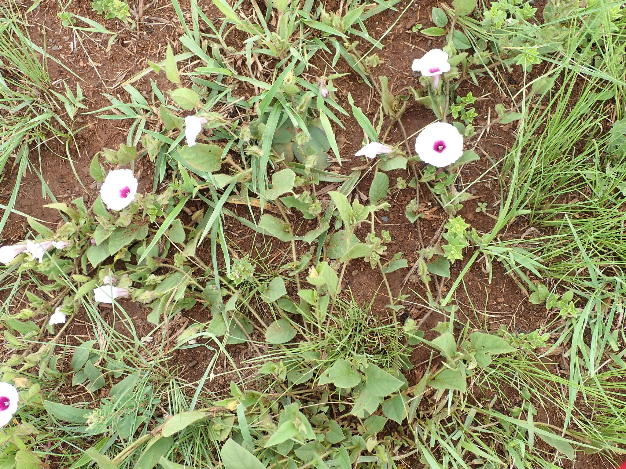 Image of Ipomoea crassipes Hook.