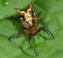 Image of Micrathena fidelis (Banks 1909)