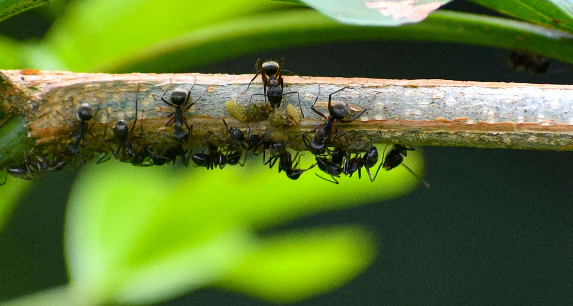 Plancia ëd Camponotus femoratus (Fabricius 1804)