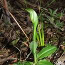 Pterostylis foliata Hook. fil.的圖片