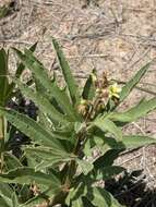 Image of Jatropha zeyheri Sond.