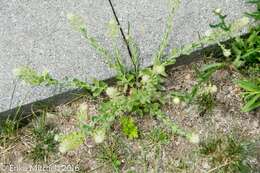 Image of field pepperweed