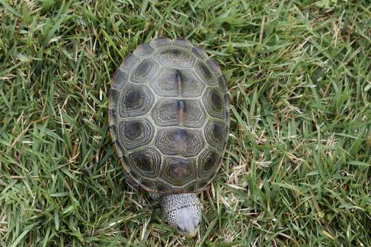 Image of Malaclemys terrapin centrata (Latreille 1802)