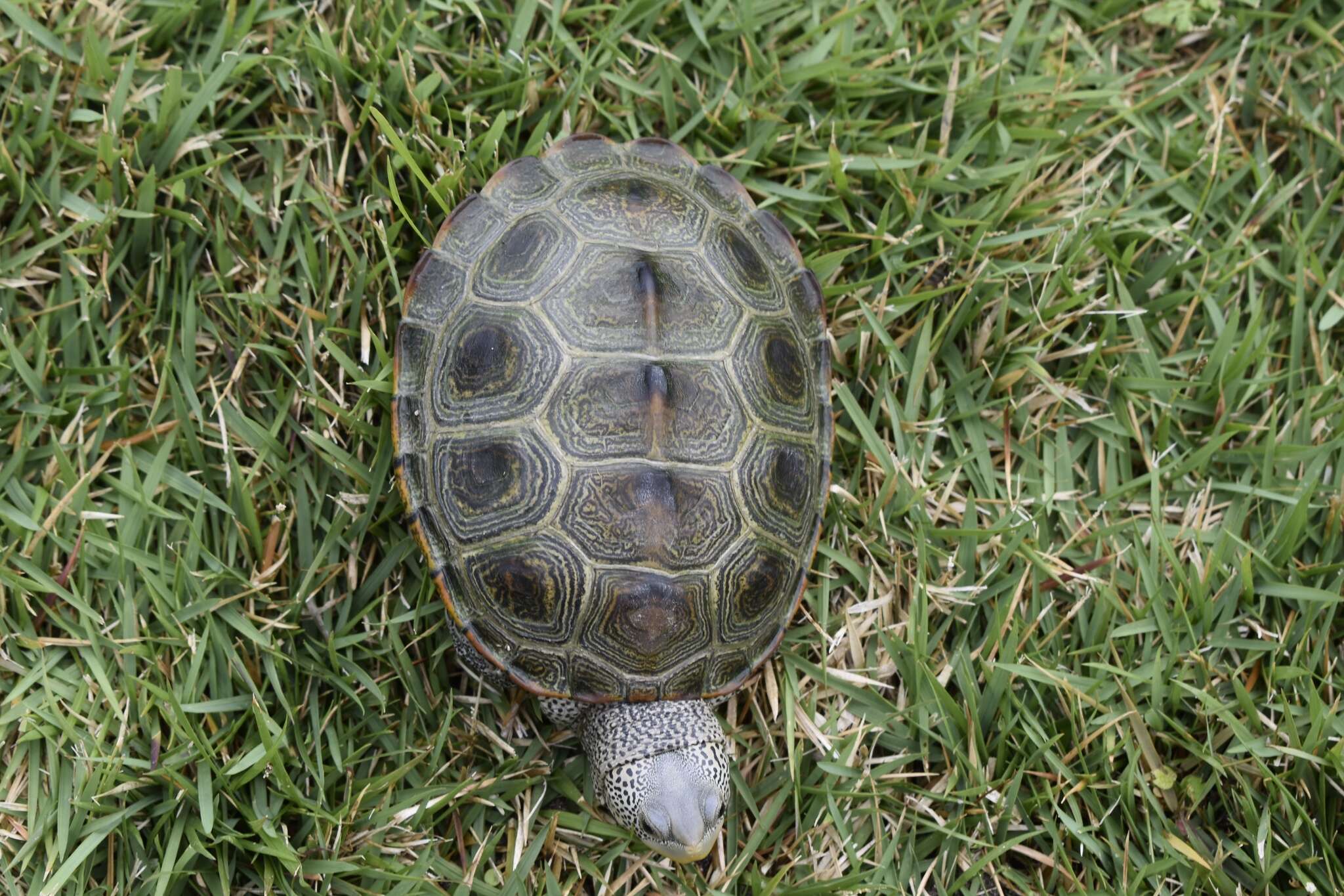 Image of Malaclemys terrapin centrata (Latreille 1802)