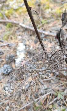 Imagem de Pedicularis rubens Stephan ex Willd.