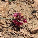 Image of Ornamental Onion