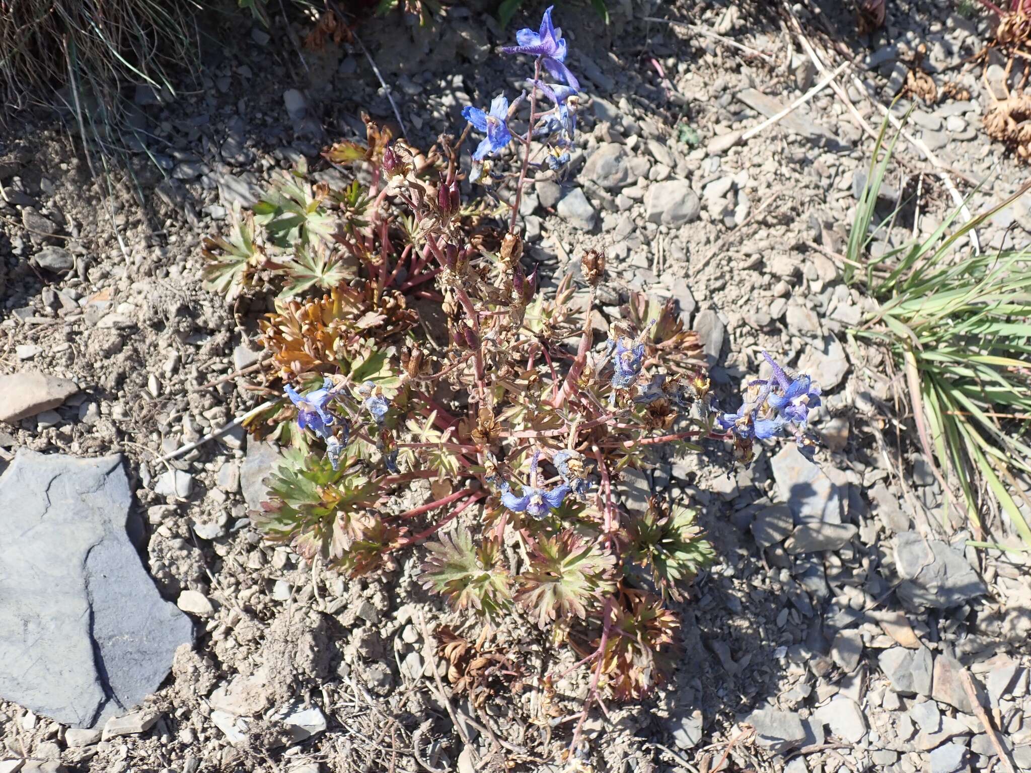 Plancia ëd Delphinium glareosum Greene