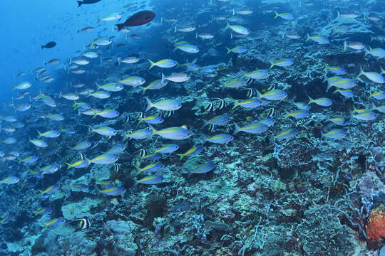 Image of Yellowtail blue snapper