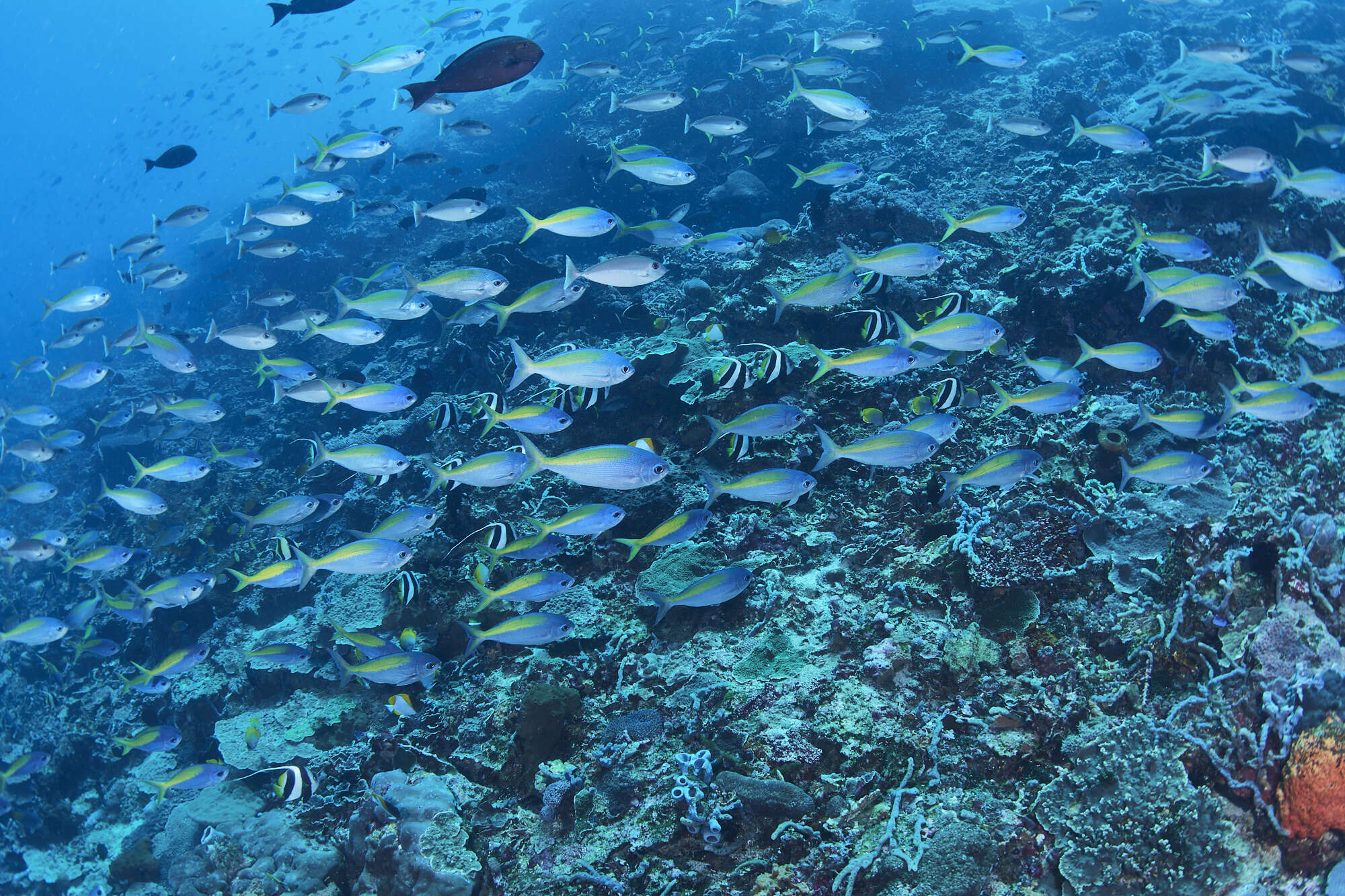 Image of Yellowtail blue snapper