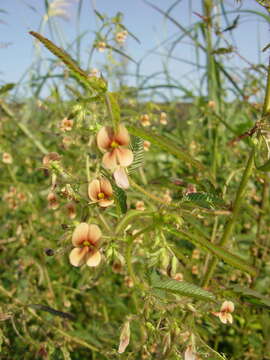 Imagem de Aeschynomene americana L.