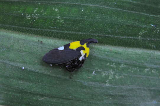 Image of Enchophyllum quinquemaculata Fairmaire