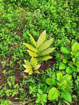 Image of Zamia purpurea Vovides, J. D. Rees & Vázq. Torres