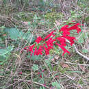 Sivun Salvia roemeriana Scheele kuva