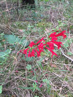 Imagem de Salvia roemeriana Scheele