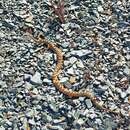 Image of Dwarf Beaked Snake