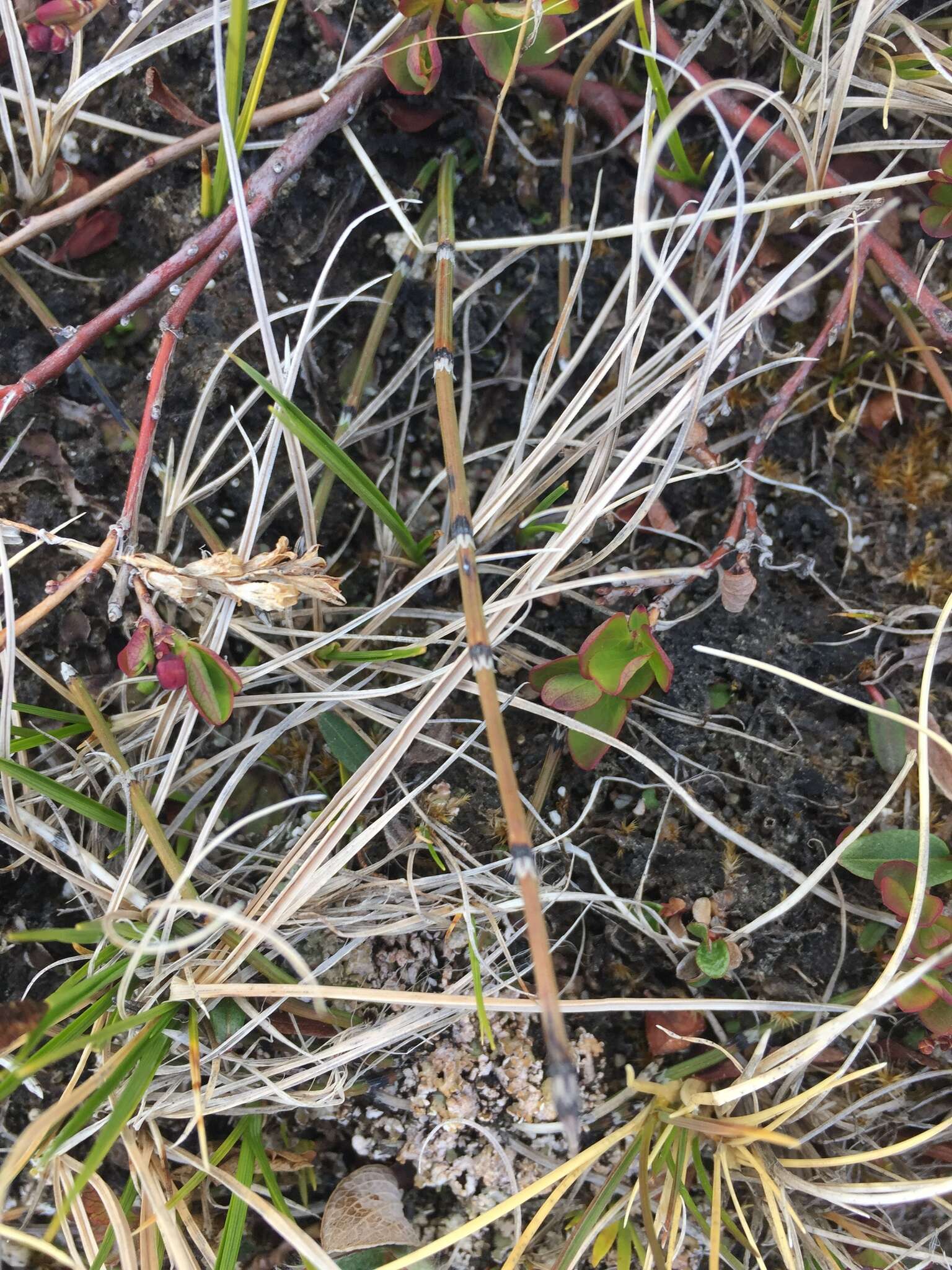 Image of variegated scouringrush