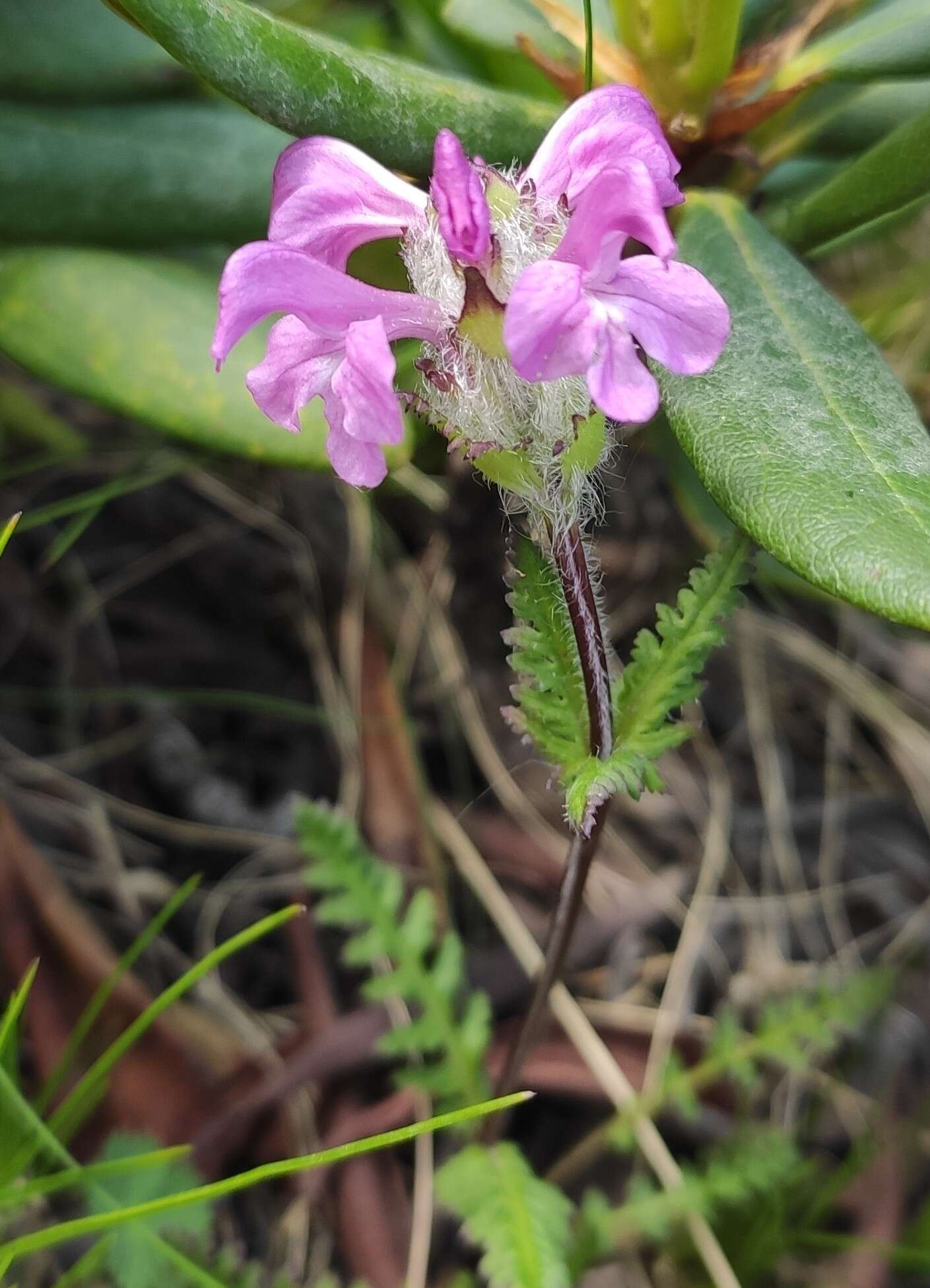 Image of Pedicularis crassirostris Bunge