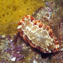 Sivun Goniobranchus decorus (Pease 1860) kuva