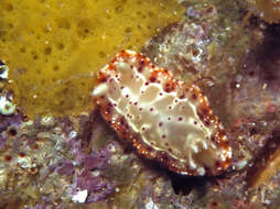 Image of Goniobranchus decorus (Pease 1860)