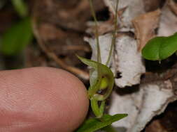 Image of Corybas papa Molloy & Irwin