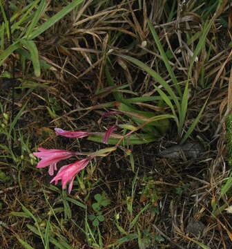 Image of Gladiolus grandiflorus Andrews