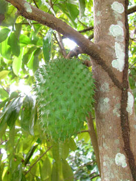 Image of soursop