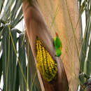 Image of Blue-crowned Hanging Parrot