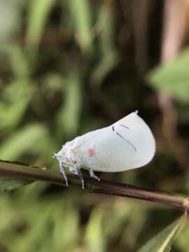 Image of Cerynia maria (White 1846)