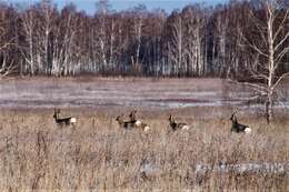 Image de Chevreuil de Siberie