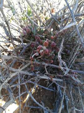 Image of Cotyledon papillaris (L.) L. fil.